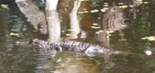 Alligators in Bayou Segnette State Park