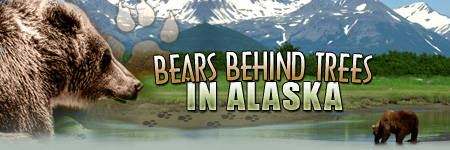 Bears Behind Trees in Alaska