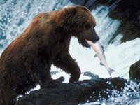 Grizzly bear finding food