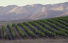California Hillside Vineyards