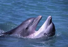 Dolphin Watching Trips