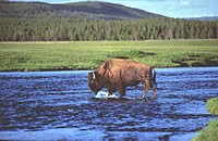Bison in Wyoming Stream