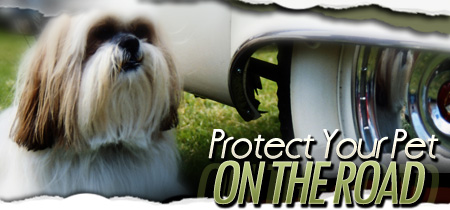 Protect Your Pet on the Road