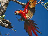 Linblad Expeditions Wonders of Costa Rica Cruise