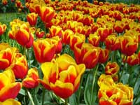 Holland Cruise Tulips