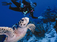Snorkeling at Ocean Club Resort, Turks and Caicos, Caribbean