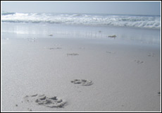 Pawprints on Carmel City Beach