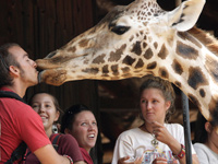 kissing a giraffe