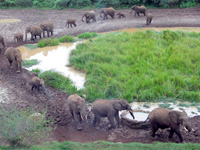 Elephants amble single file to a watering hole