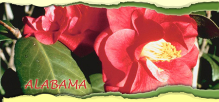 Alabama State Flower - Camellia  