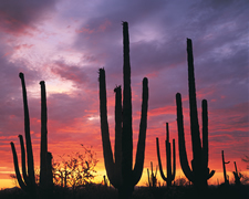 Desert Cacti Photo by Bruce Critfin