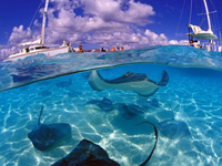 Grand Cayman Islands: Aquatic Life