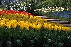 Holland Flower Garden
