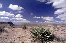 Desert Vista, © Martin Perea, NMSHTD 