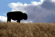 Bison in North Dakota