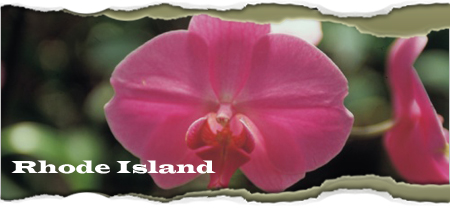 Visit Rhode Island - State Flower is the Common Blue Violet 
