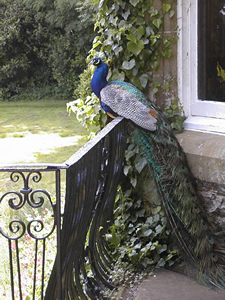 Peacock Resting Upon Wrought Iron Fence