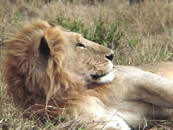 Lion Lounging on the Reserve