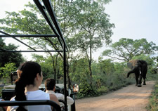 Morning Safari Ride